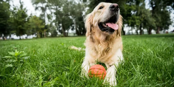 dog with ball on healthy green lawn