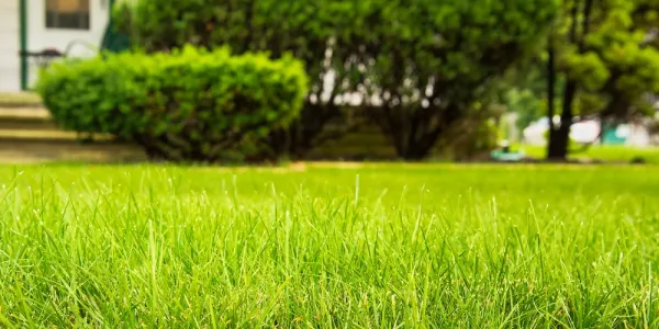 lawn care